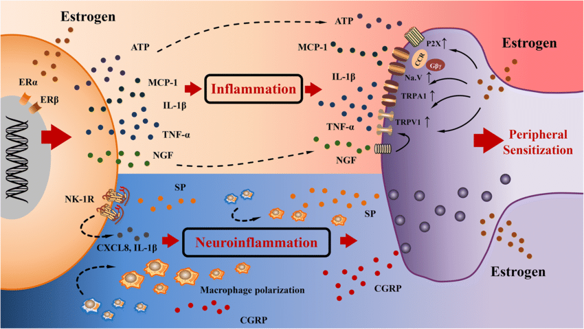 The role of hormones and inflammation in Endometriosis